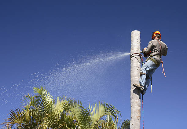 Best Tree and Shrub Care  in Fort Bliss, TX